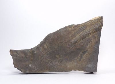 Trilobit Paradoxides Gracilis - Jince u Příbrami (1)